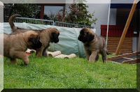 leonberger 063.jpg